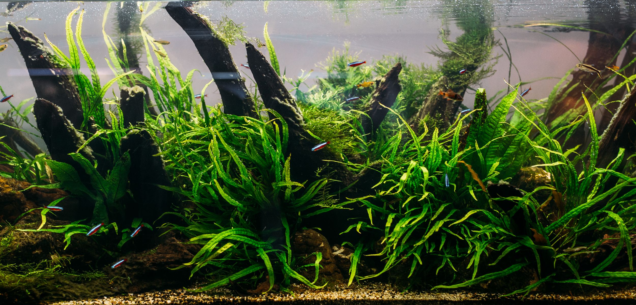 aquarium_cropped