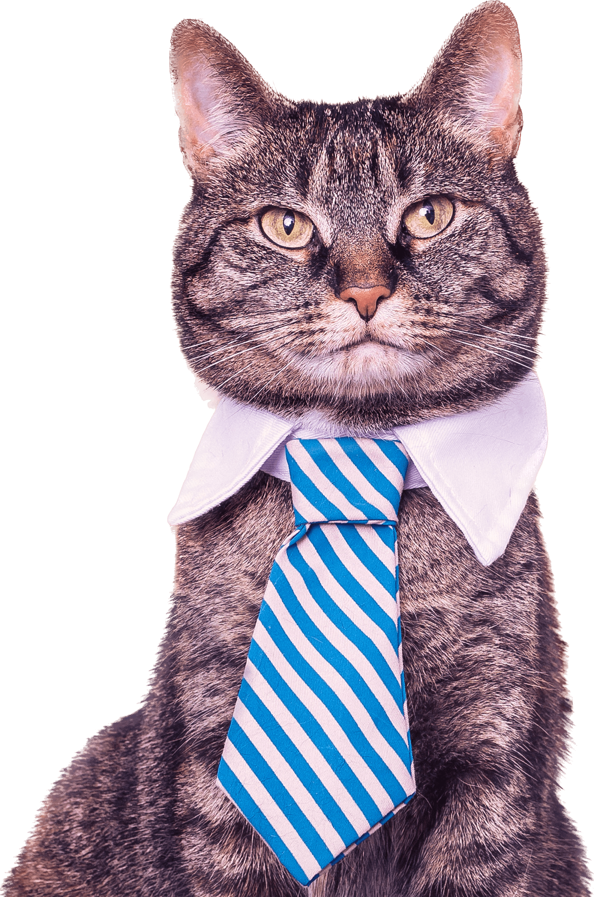 cat_cravatte