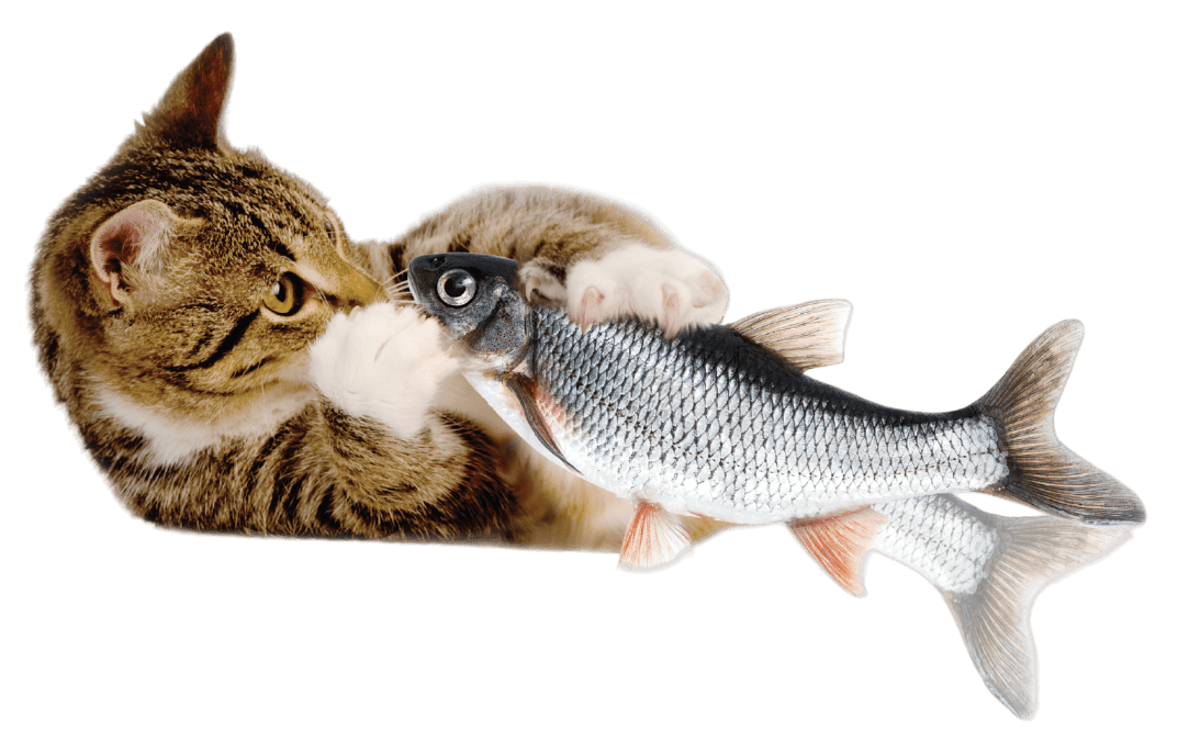 PetGravity-VP1568-DancingFish-B-NorthAmerica-PhotoRoom.png-PhotoRoom