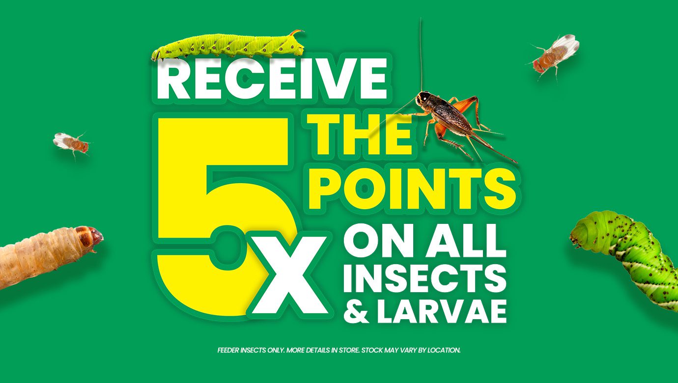 5x points Web En