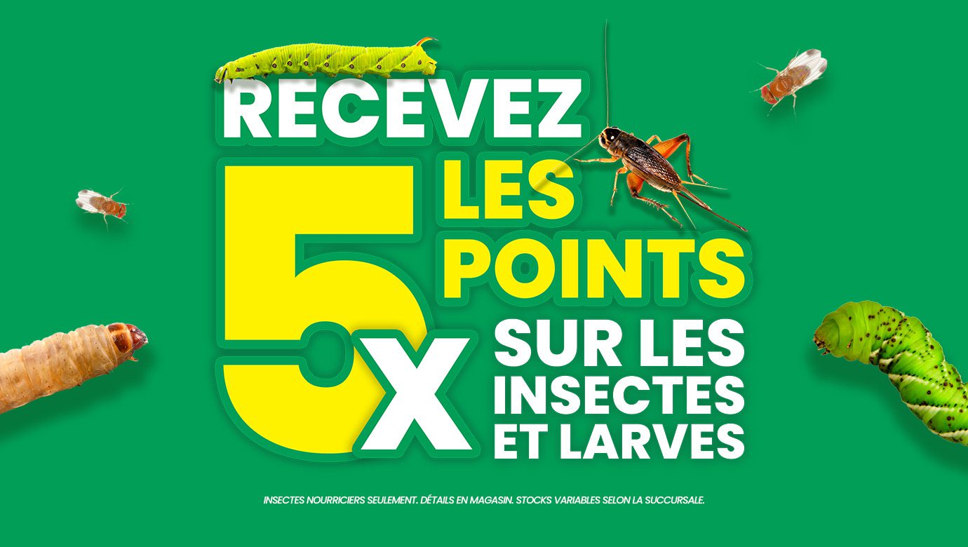 5x points Web Fr